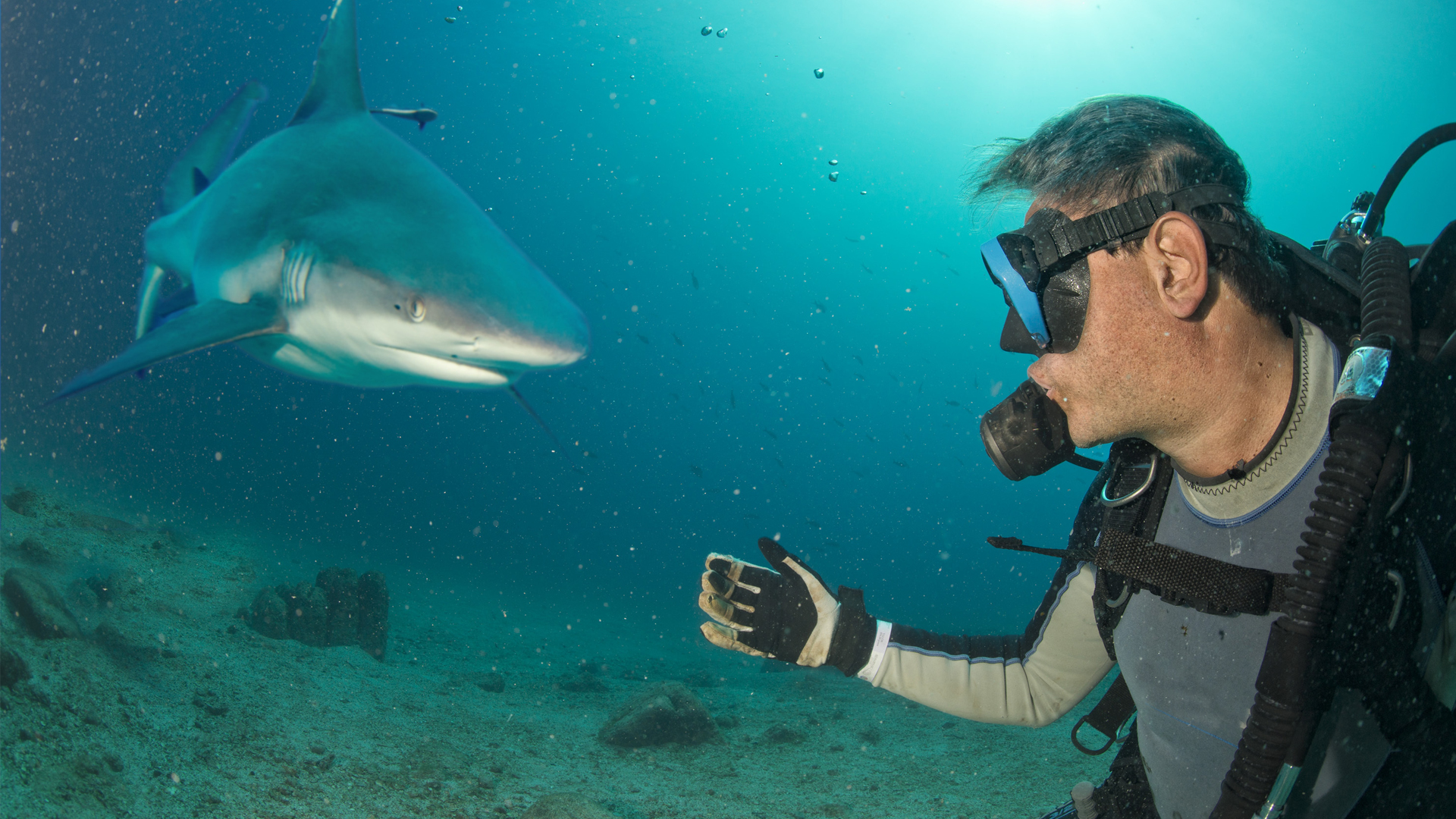 Would You Stick Your Hand Into A Shark’s Mouth?